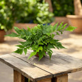Feriga de gradina - Cyrtomium falcatum (japanese holly fern)