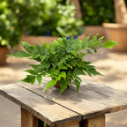 Feriga de gradina - Cyrtomium falcatum (japanese holly fern)