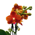 Phalaenopsis Yaphon Perfume Red - flori intens parfumate