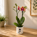 Phalaenopsis Bronze Buddha (Magical) - fragrant flowers