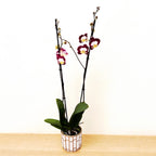 Phalaenopsis Scarlett Whisper