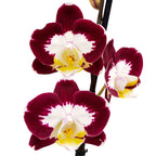 Phalaenopsis Scarlett Whisper