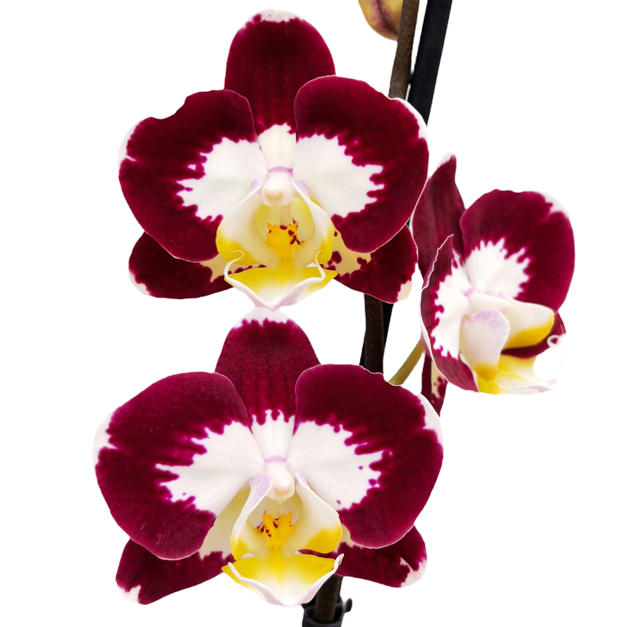 Phalaenopsis Scarlett Whisper