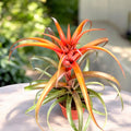 Tillandsia capitata ‘Hermosa’
