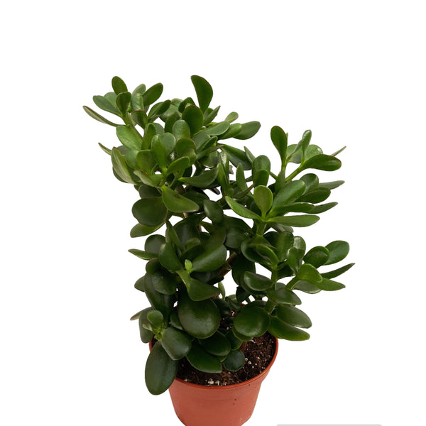 Crassula ovata (Jadebaum) H40 cm