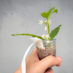 Hoya solokensis