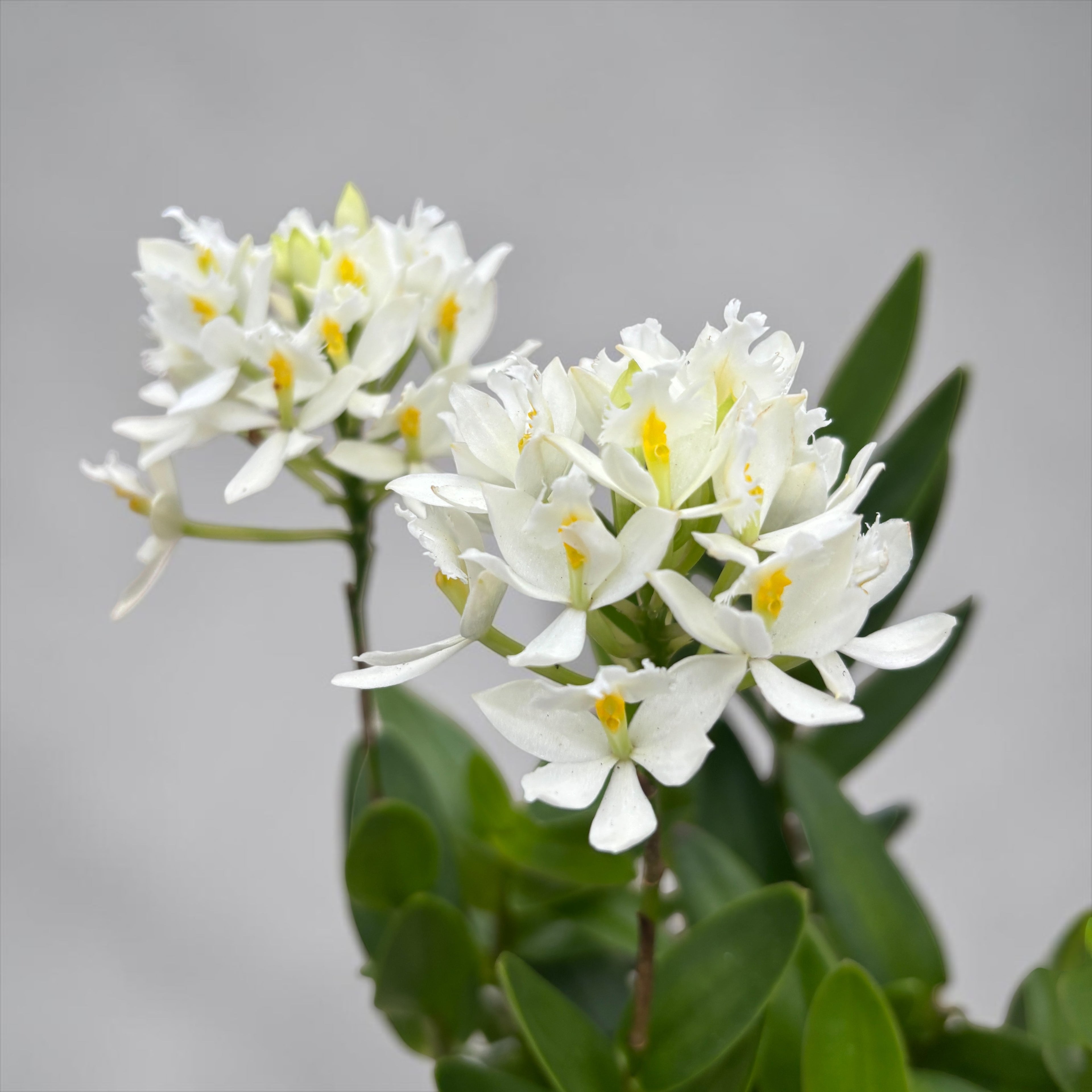 Epidendrum radicans ‘White’ XL