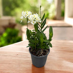 Epidendrum radicans ‘White’ XL