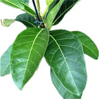 Ficus benghalensis Roy +2 plante/ghiveci