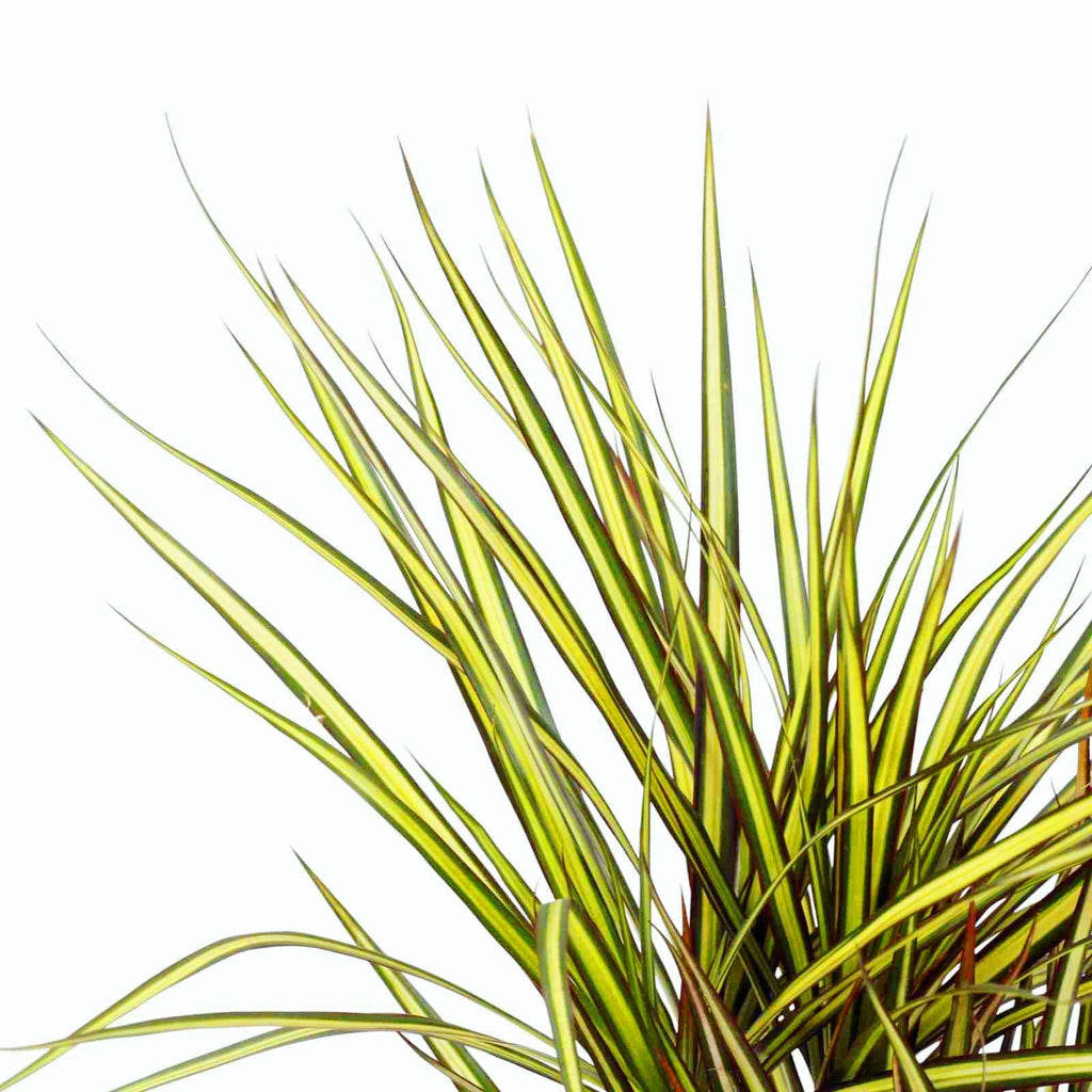 Dracaena marginata 'Sunray' D17