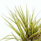 Dracaena marginata 'Sunray' D17