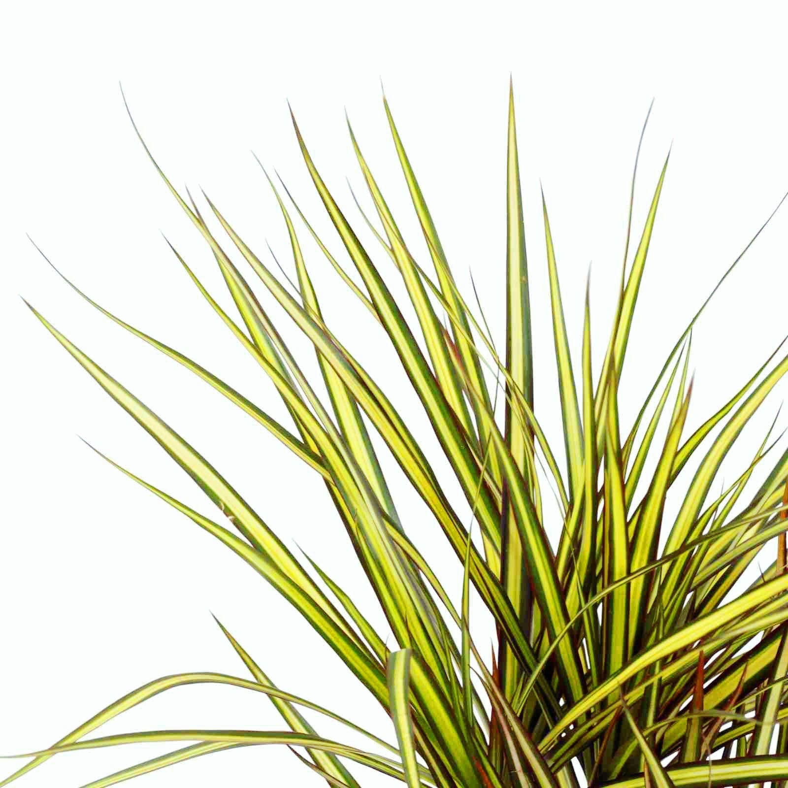 Dracaena marginata 'Sunray' 2 tulpini