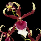 Beallara Eurostar * flori parfumate