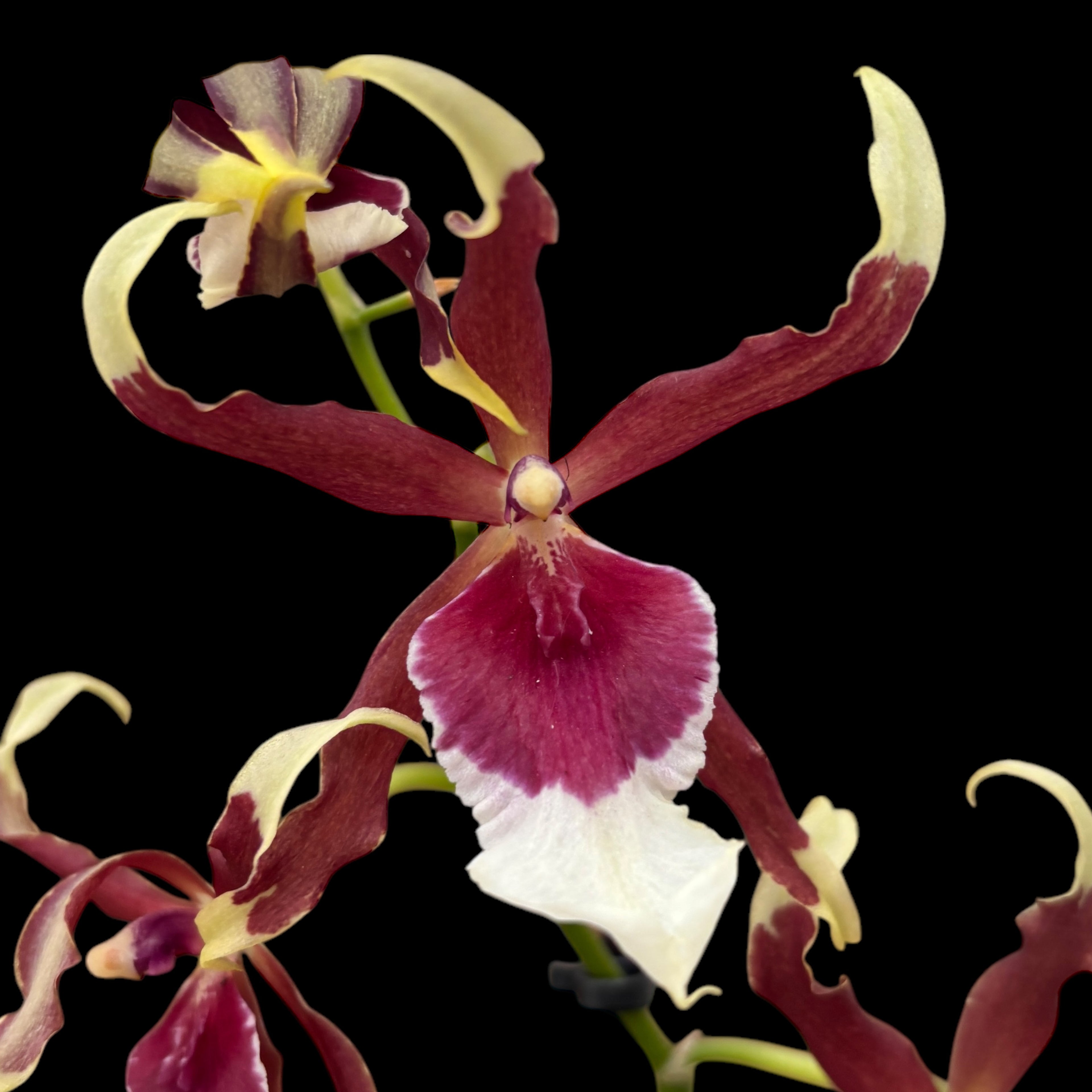 Beallara Eurostar * duftende Blumen