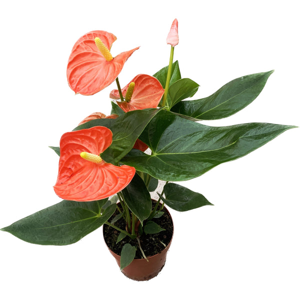 Anthurium Florida (orangefarbene Blüten)