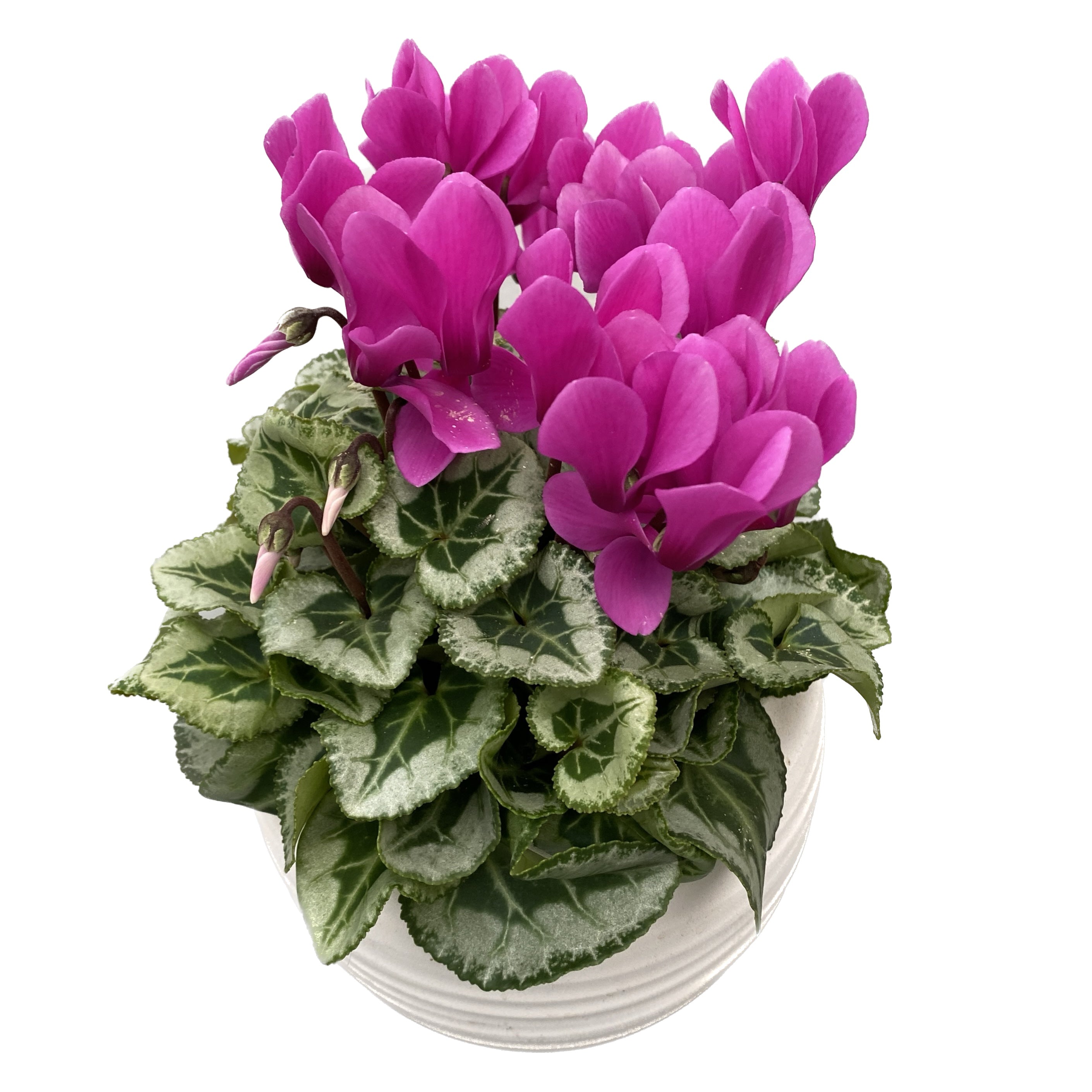 Cyclamen Picasso mix