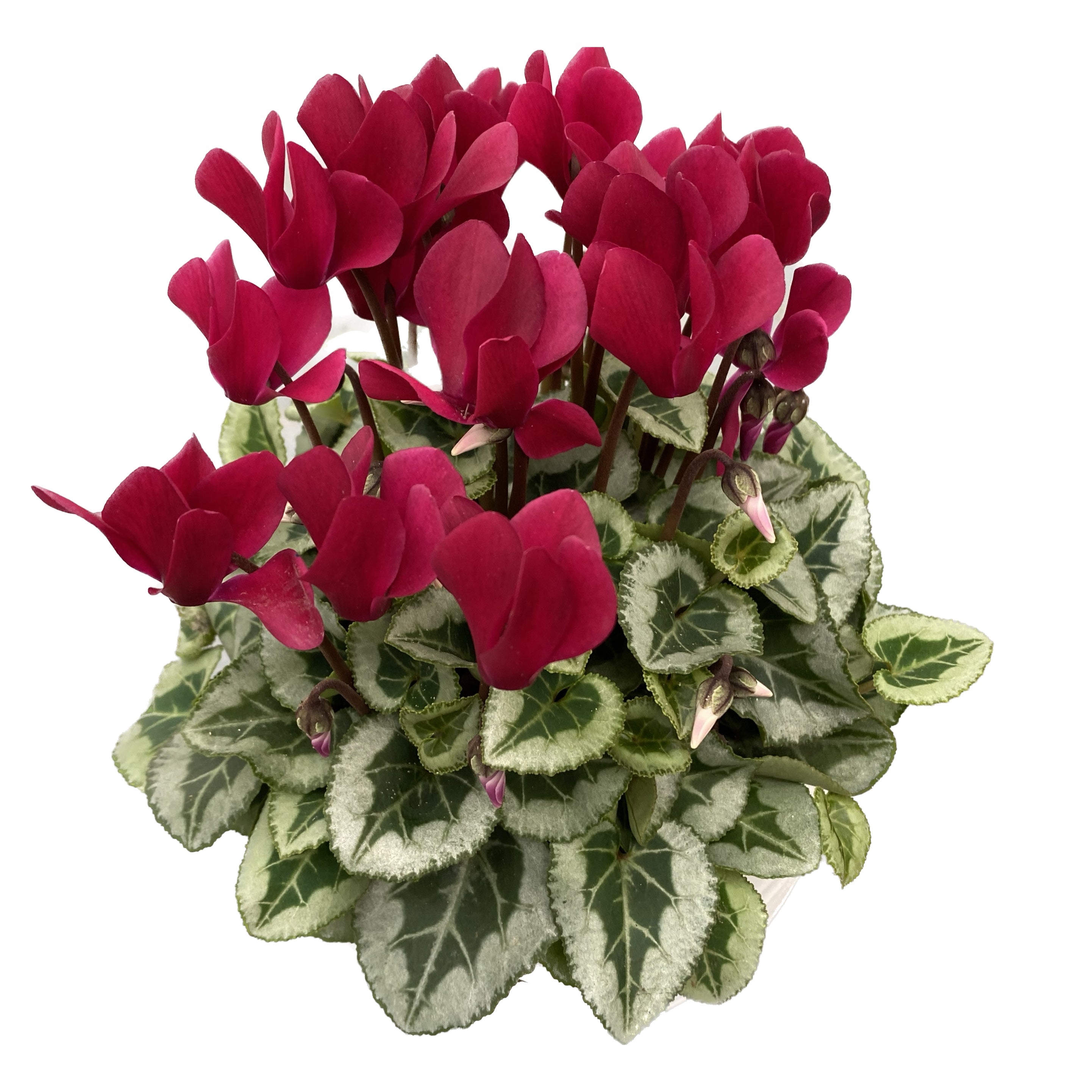 Cyclamen Picasso mix