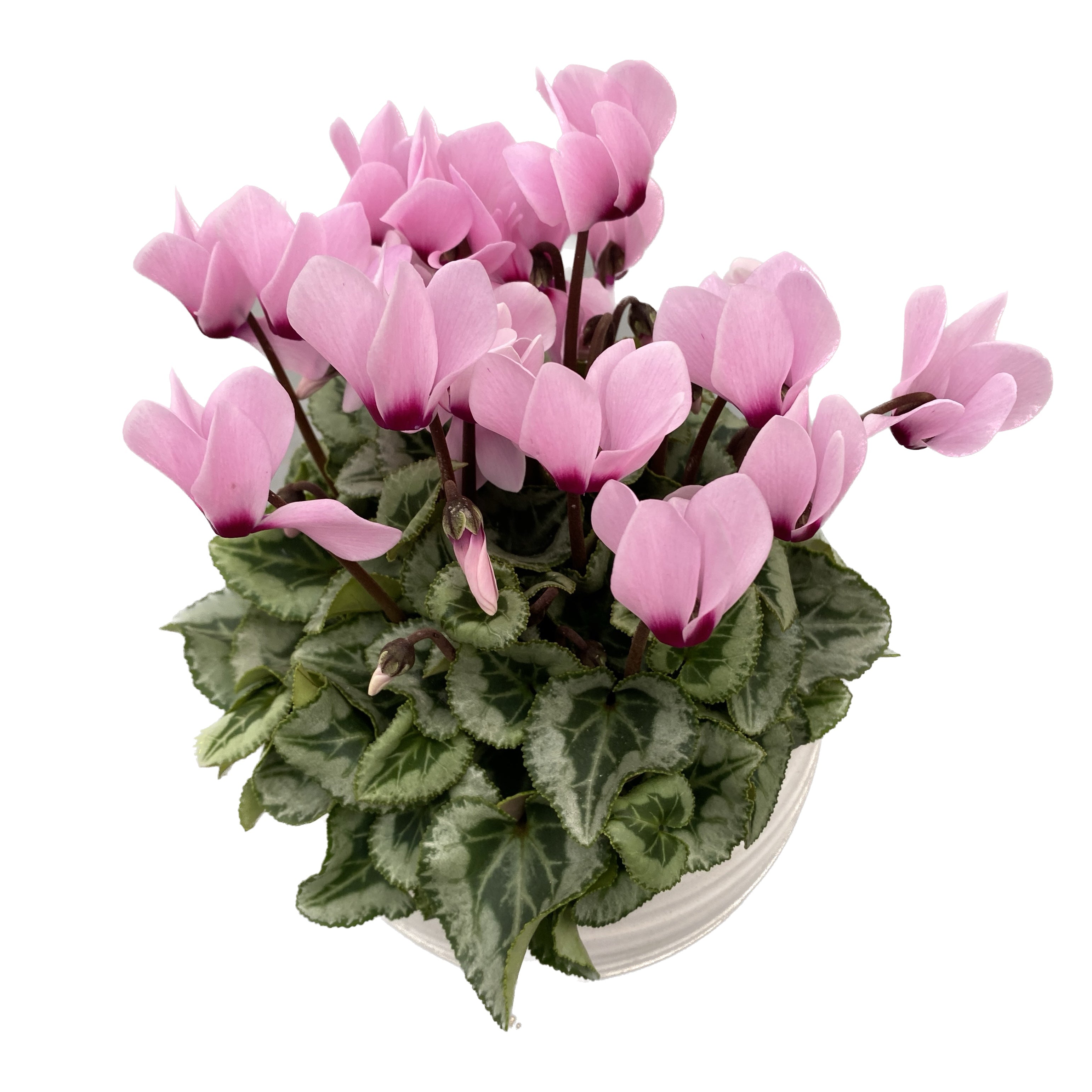 Cyclamen Picasso mix