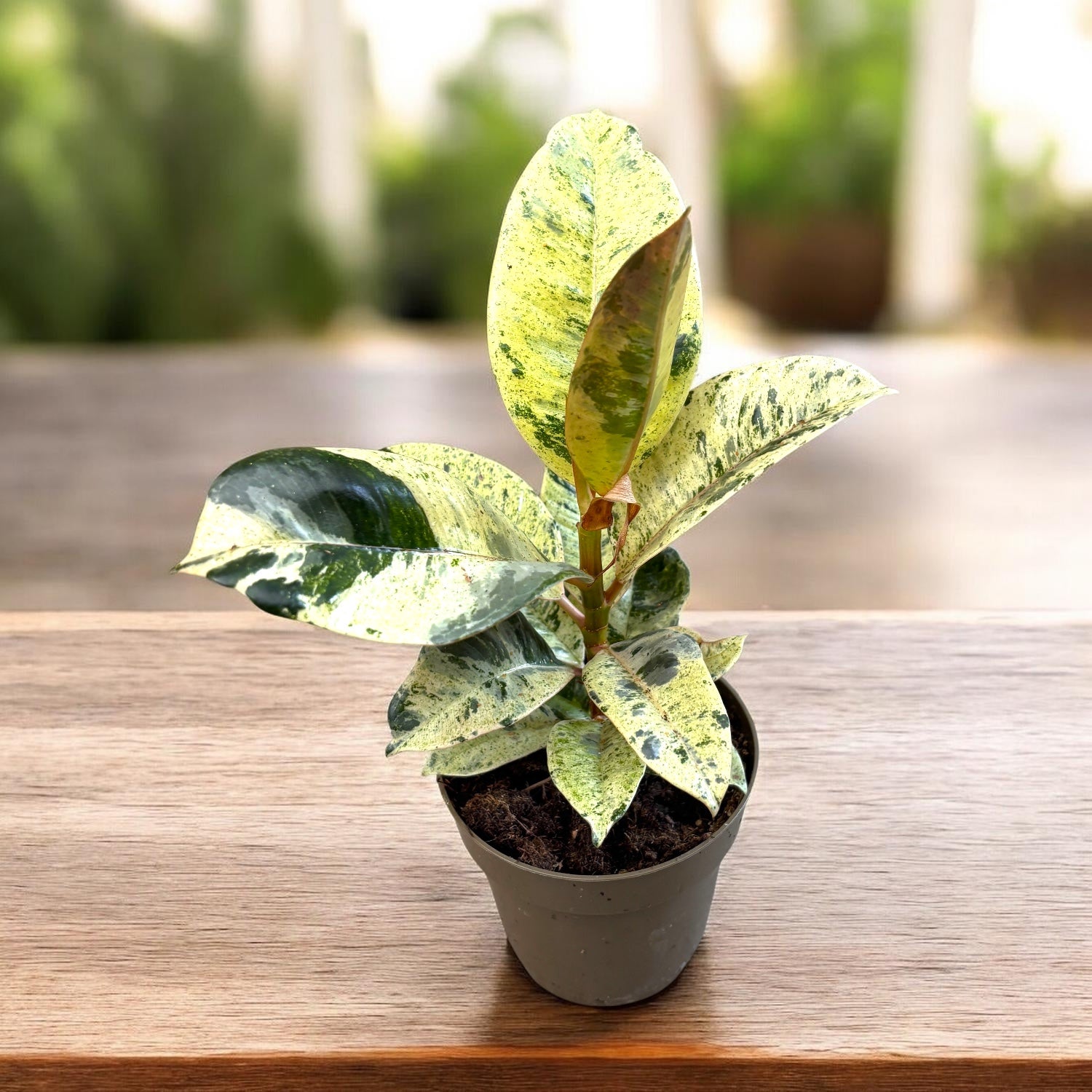 Фикус еластика 'Shivereana' ('Moonshine', 'Variegata')