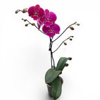 Phalaenopsis 'Limited #115' grande labbro