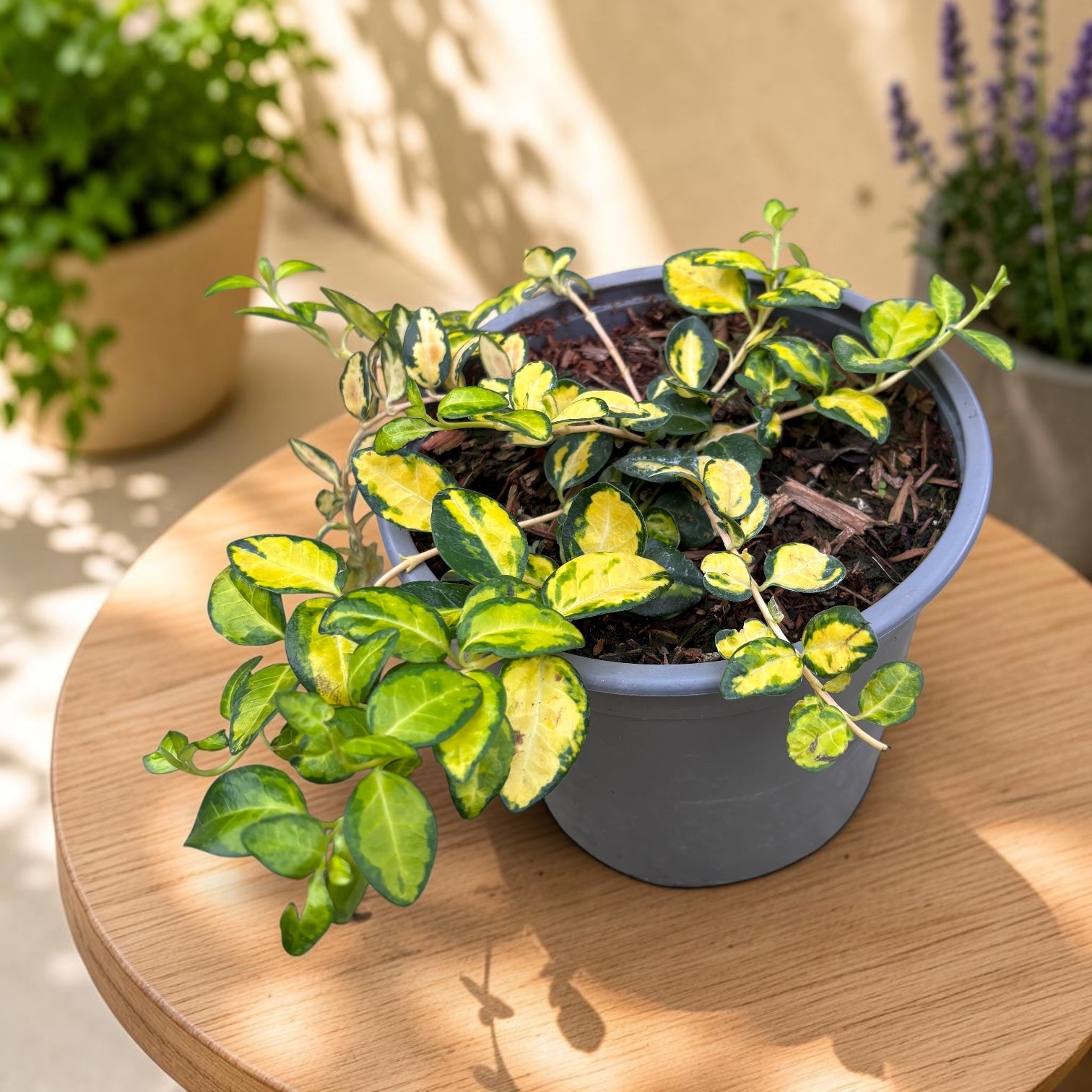 Vinca minor 'Illumination' - frunzis auriu si flori albastre