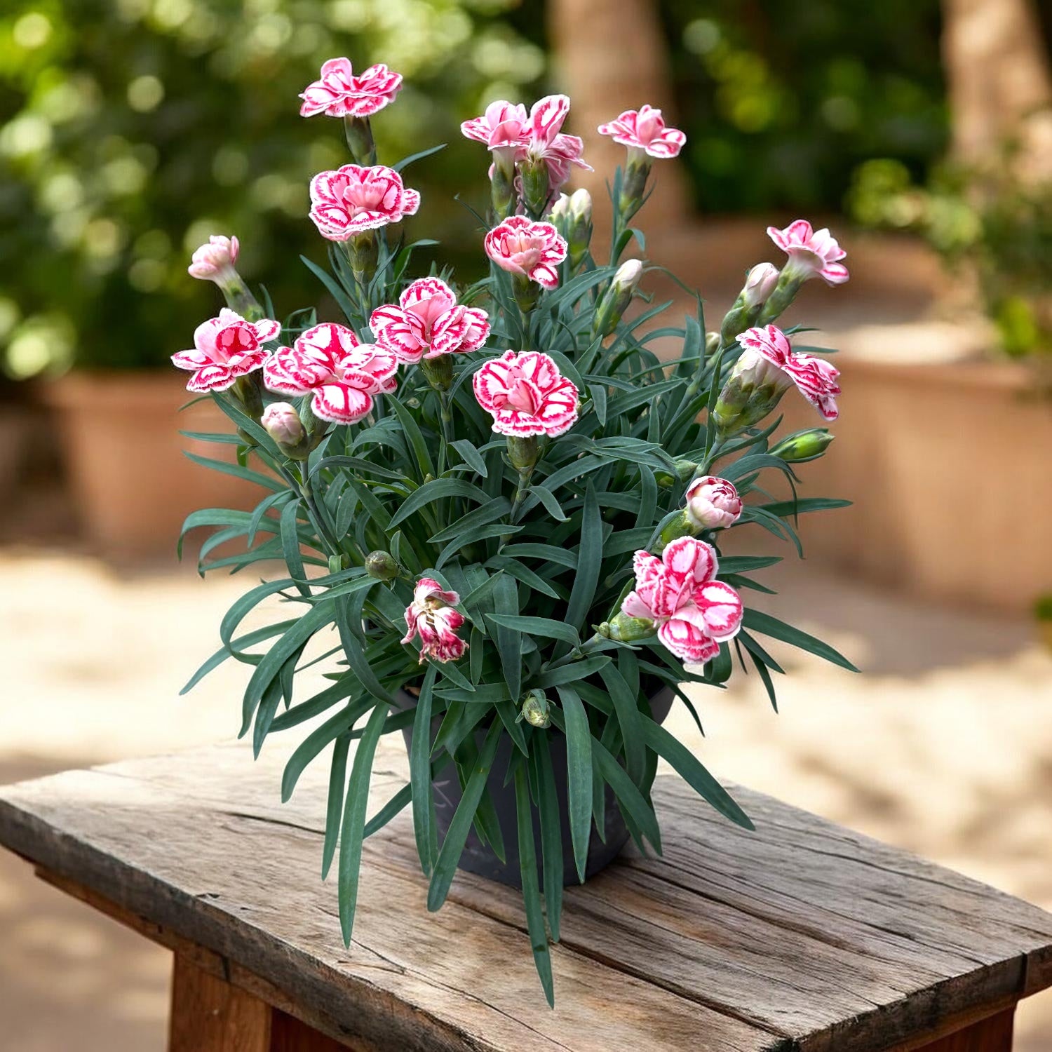 Dianthus ‘Raspberry Eye’ – garofita cu flori parfumate, bicolore,