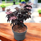 Soc nero - Sambucus nigra 'Black Tower' ('Eiffel 1')