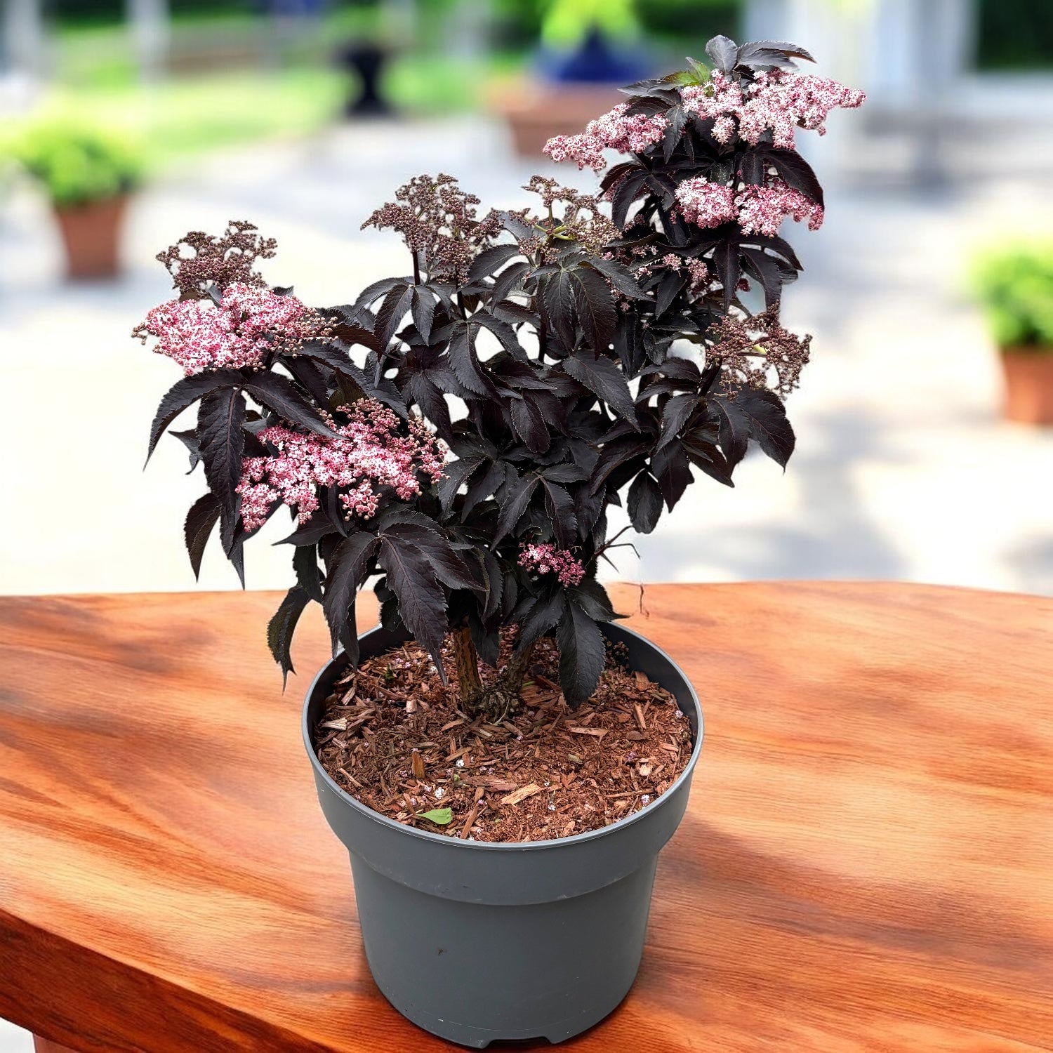 Soc nero - Sambucus nigra 'Black Tower' ('Eiffel 1')