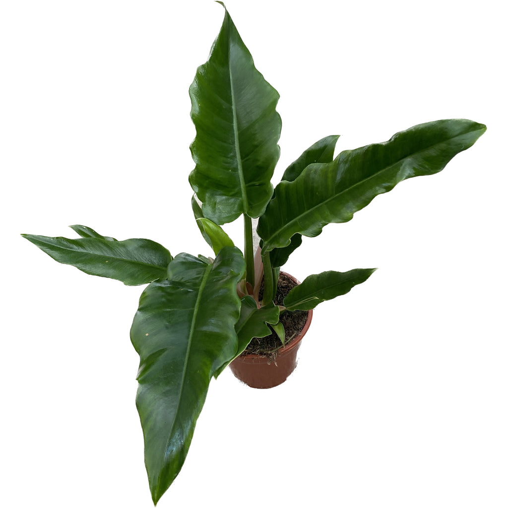 Philodendron 'Narrow Escape' (Zaagtand)