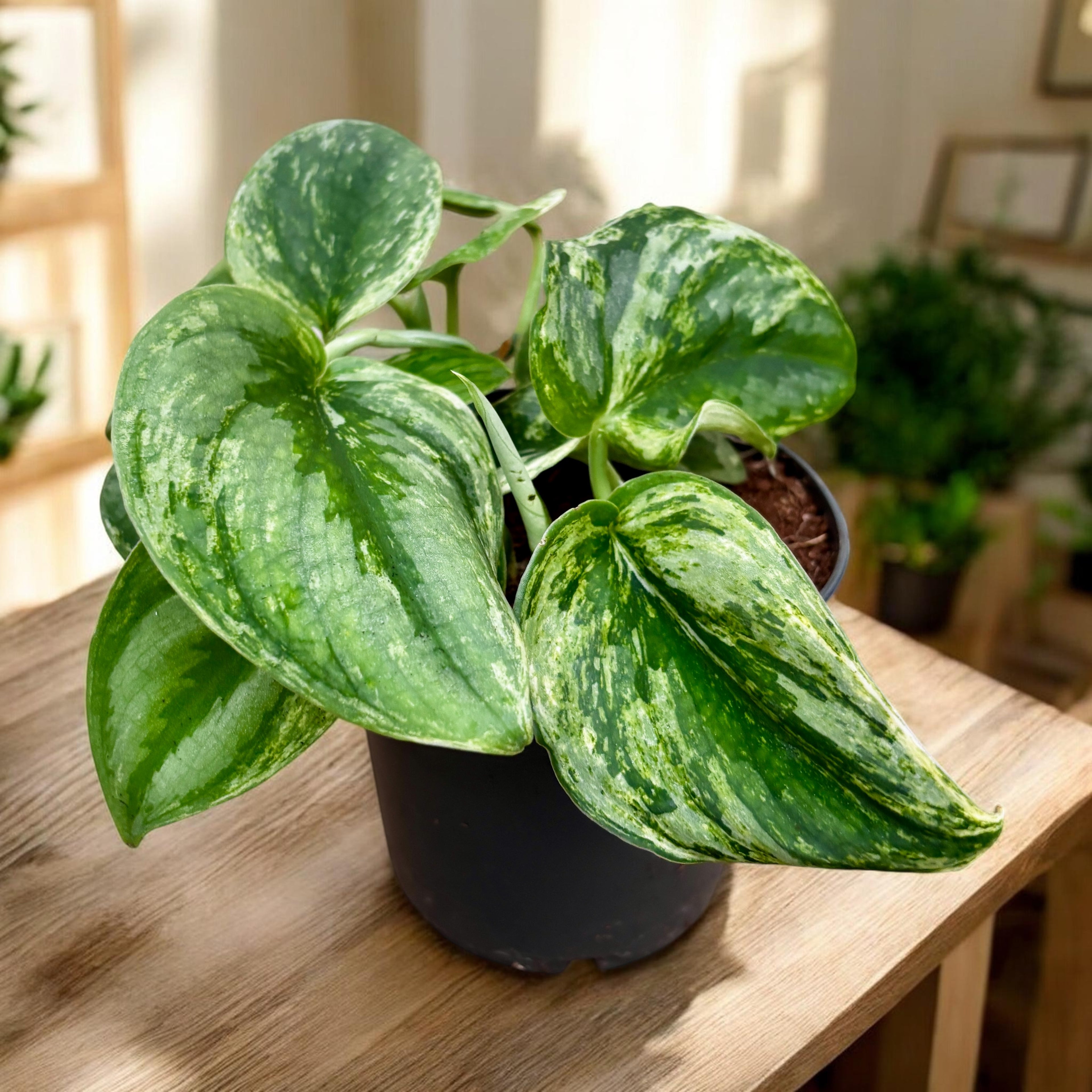 Scindapsus pictus 'Silver Knight' – Silver Scindapsus with velvety leaves
