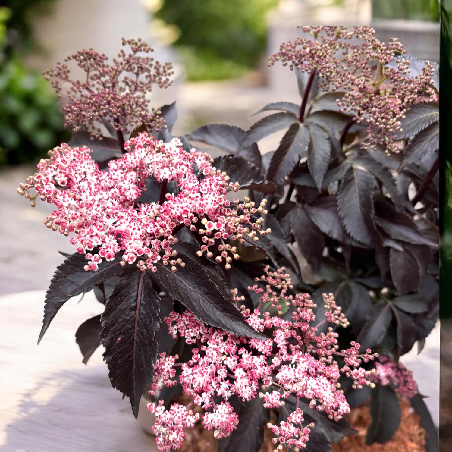 Soc nero - Sambucus nigra 'Black Tower' ('Eiffel 1')