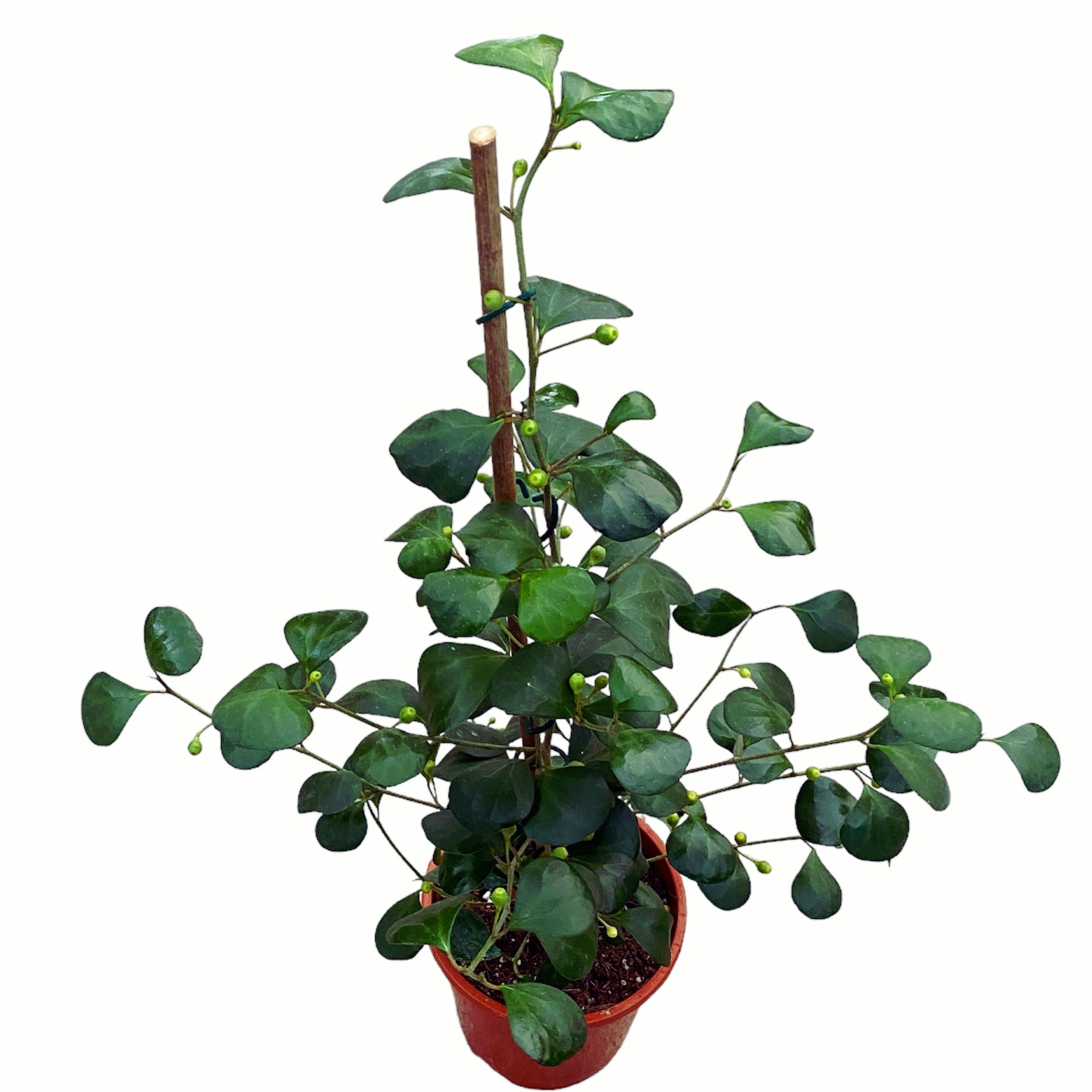 Ficus deltoidea (mistletoe fig)