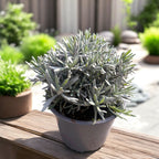 Lavendel in pot - Lavandula angustifolia