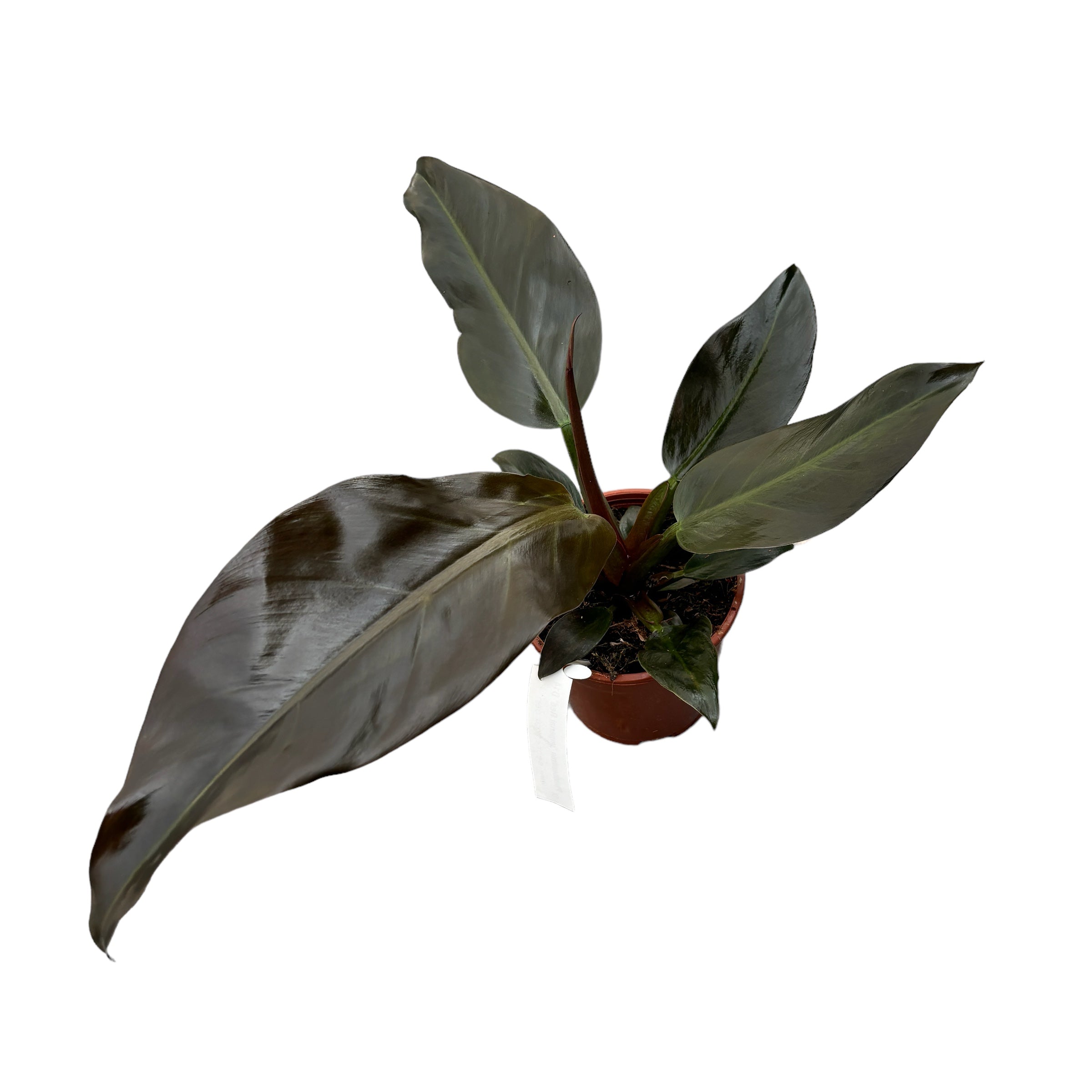 Philodendron 'Imperial Red'