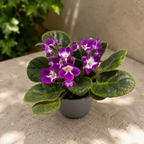 Saintpaulia Andrea - violeta africana cu flori bicolore