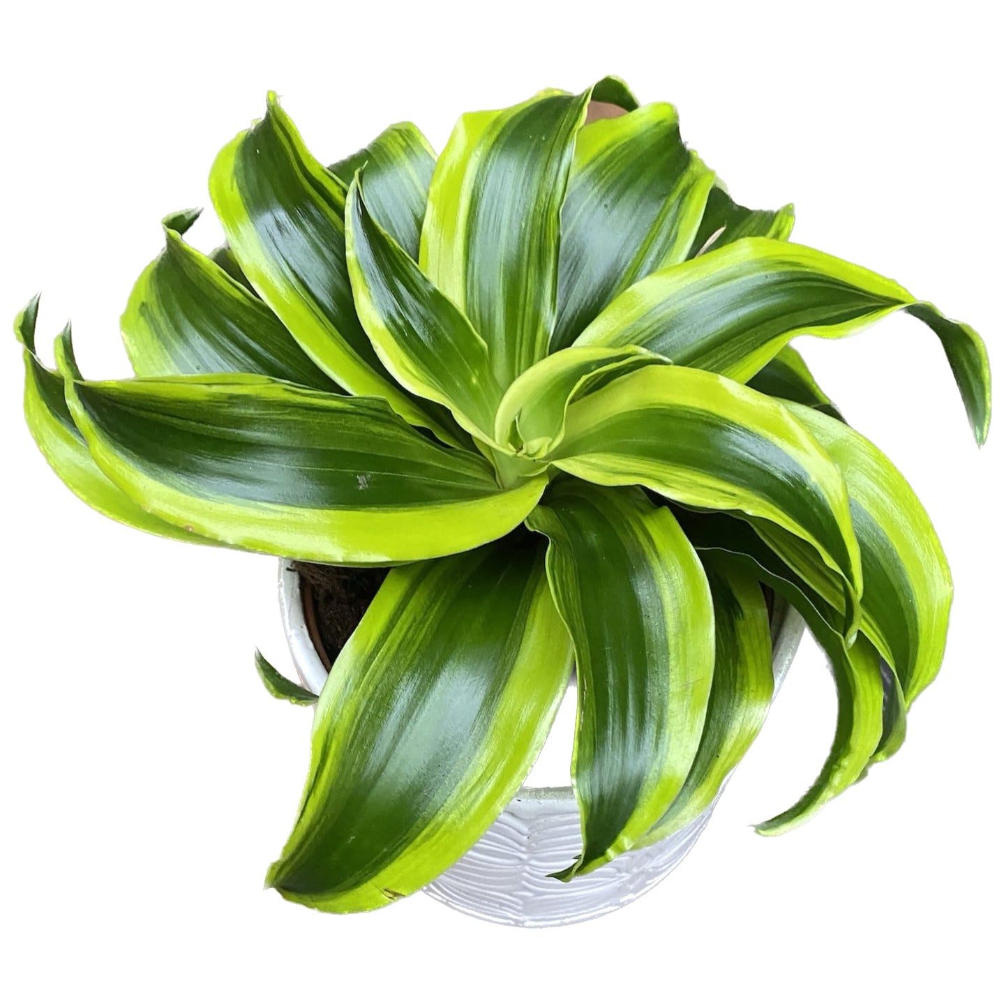 dracaena fragrans significado Dracaena fragrans 'Tornado' – Secret Garden Plant Shop