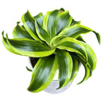 Dracaena fragrans 'Tornado'