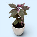 Gynura aurantiaca 'Variegata' (Variegated Purple Velvet Plant)