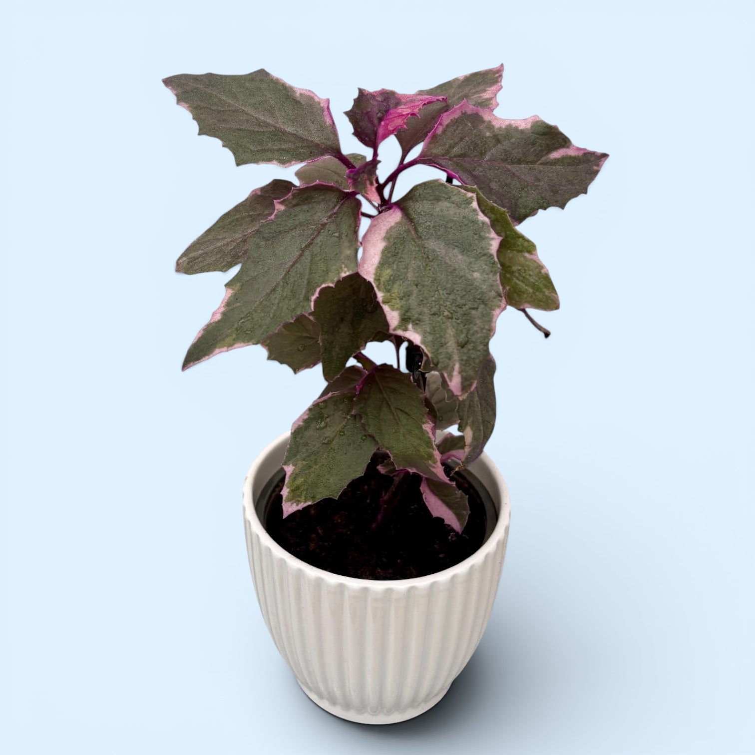 Gynura aurantiaca 'Variegata' (Variegated Purple Velvet Plant)