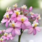 Epidendrum radicans ‘Candy Pink XL