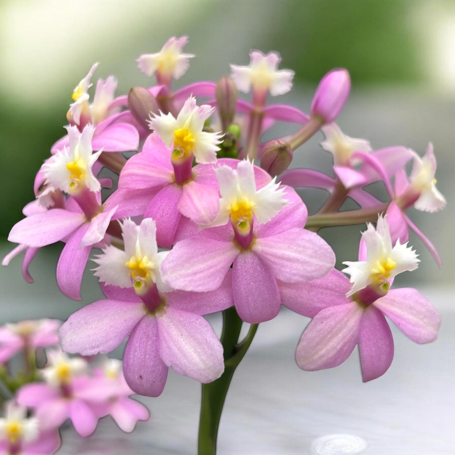 Epidendrum radicans ‘Candy Pink XL