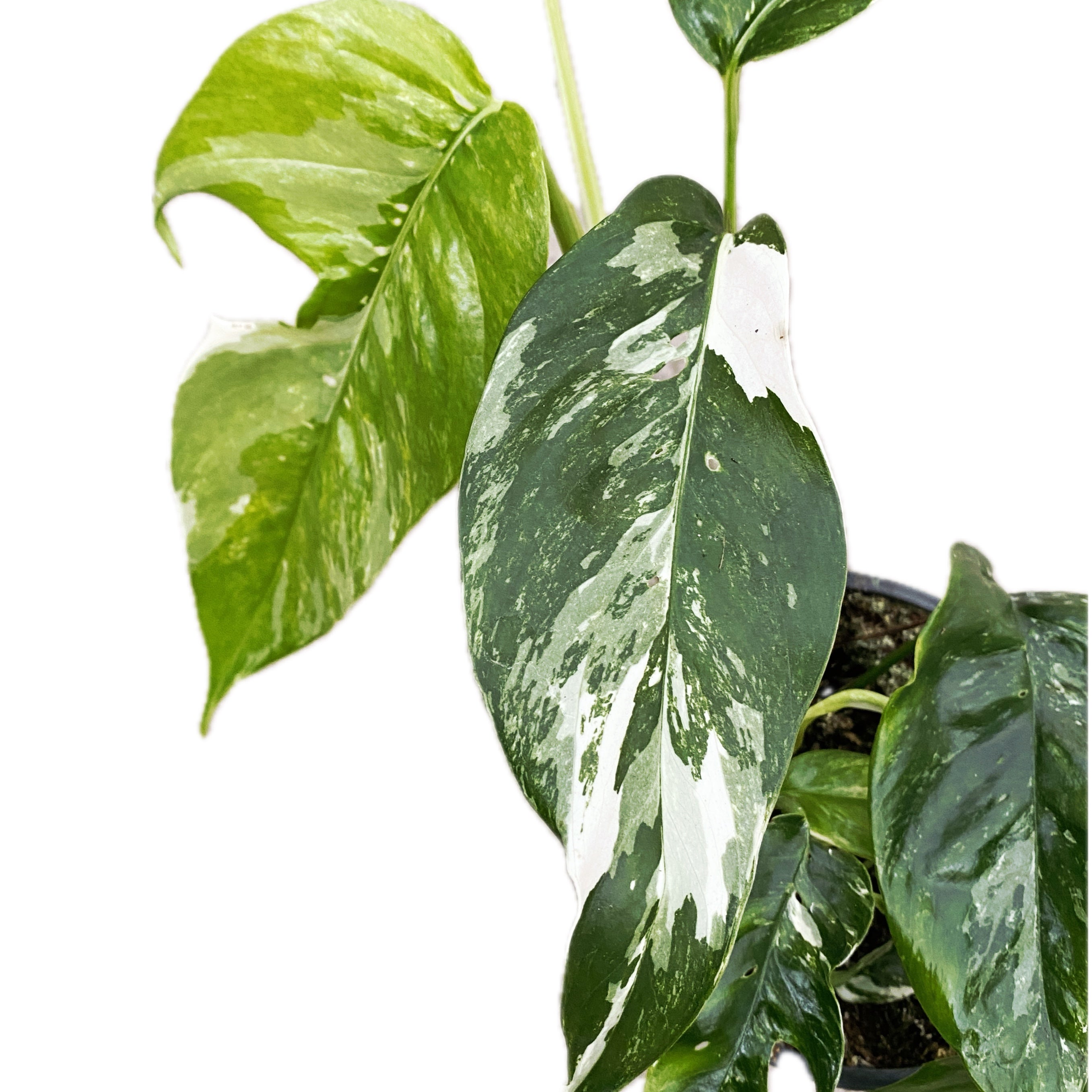 Epipremnum Pinnatum variegated 3 plante/ghiveci