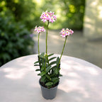 Epidendrum radicans ‘Candy Pink XL