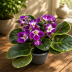 Saintpaulia Andrea - violeta africana cu flori bicolore