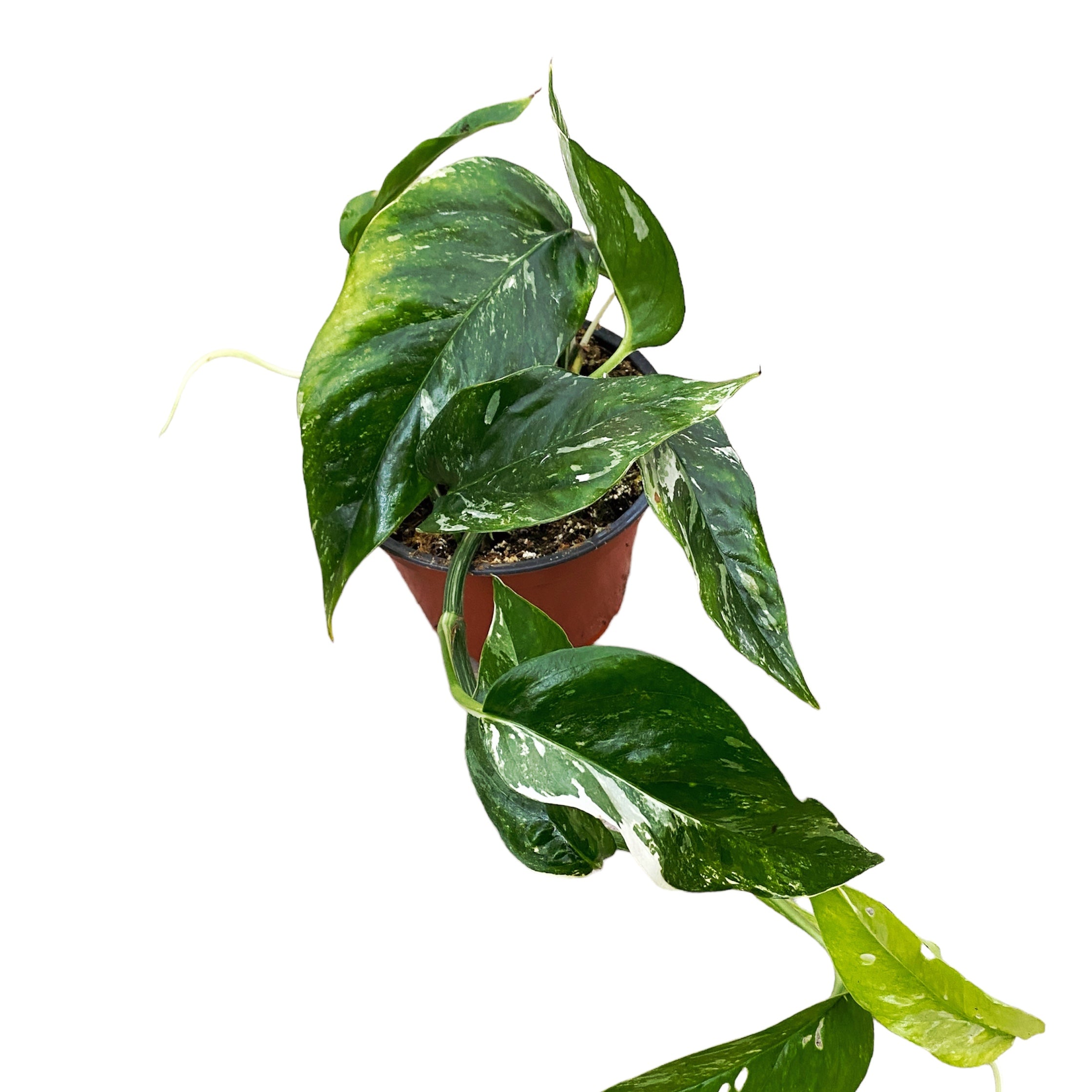 Epipremnum Pinnatum variegated 3 plante/ghiveci