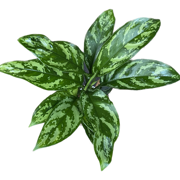 Aglaonema Maria - 2 plants/pot