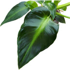 Philodendron Rugosum Aberrant Form