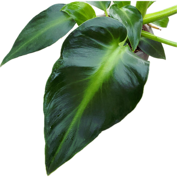 Philodendron Rugosum Aberrante Form