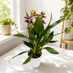 Zygopetalum Advance Australia - scented flowers