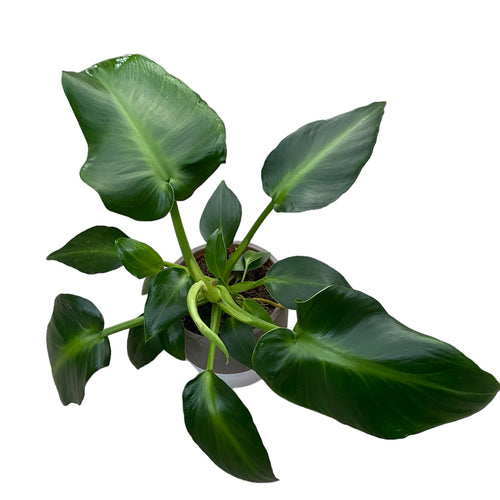Philodendron Rugosum Aberrant Form – Secret Garden Plant Shop